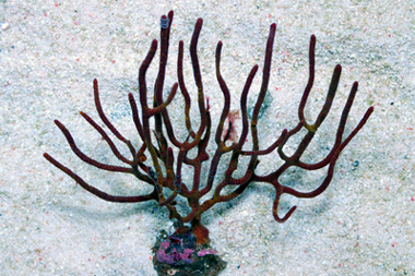 Red Finger Gorgonian - Diodogorgia spp.